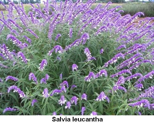 Salvia leucantha.jpg